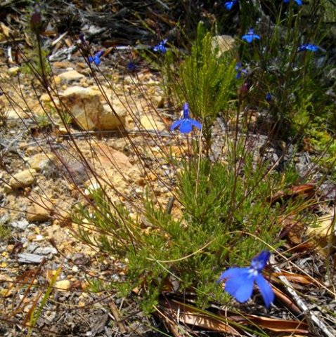 lobelia chamaepitys var. chamaepitys thabo 2